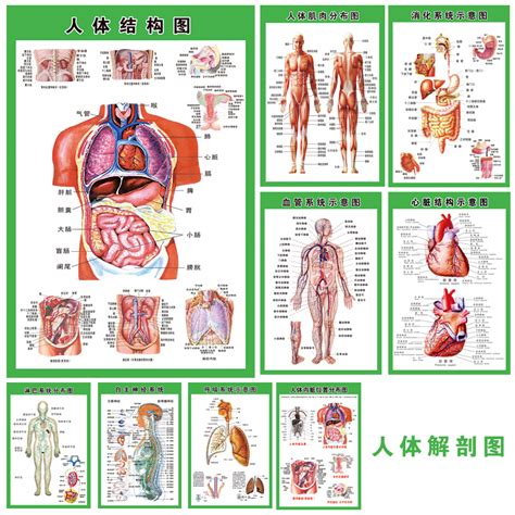 內臟有哪些